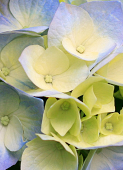 Responsable de la protection des renseignements personnels